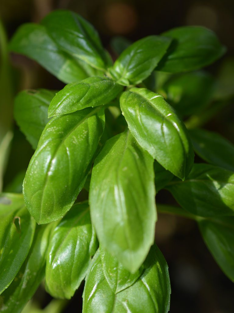 Billede af Basilikum, Ocimum Basilicum